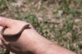 Closeup of little Garter snake on human hand