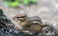 Closeup of a little ground squirrel Royalty Free Stock Photo