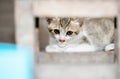 Close up Little Kitten Looking at The Camera Royalty Free Stock Photo