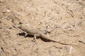 A closeup of a Little lizard lies under a hot rock under the summer sun. The Negev desert, Israel Royalty Free Stock Photo