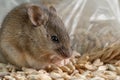 Closeup little mouse gnaws the a grain of rye near of package of grain