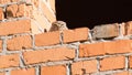 Closeup of a little owl (Athene noctua) on bricks of the window of a half-built house