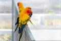 Closeup of little parrot Royalty Free Stock Photo