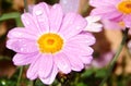 Closeup of a little pink daisy watered, flower with water drops on the petals, nature, gardening Royalty Free Stock Photo