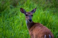 Closeup of a little red deer standing in the field Royalty Free Stock Photo
