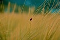 A little red Ladybug on wheat Royalty Free Stock Photo