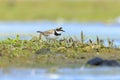 Closeup of a Little ringed plover, Charadrius dubius, foraging Royalty Free Stock Photo