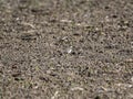 Closeup of a Little Ringed Plover & x28;Charadrius dubius& x29; standing on the soil Royalty Free Stock Photo