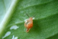 Closeup a little snail relaxing on a green leaf Royalty Free Stock Photo