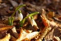 Closeup of little snowdrops in spring season Royalty Free Stock Photo