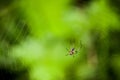 Closeup of little spider and web Royalty Free Stock Photo