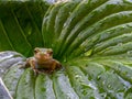 Closeup of a little Spring pepper frog sitting on a big green leaf  covered in water droplets Royalty Free Stock Photo