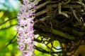 Closeup little violet blossom orchid Royalty Free Stock Photo