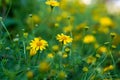 little yellow daisy in a public park garden with natural sun light Royalty Free Stock Photo