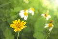 Closeup little yellow flower blur background Royalty Free Stock Photo