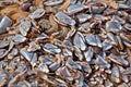 Closeup of Living Goose Barnacles