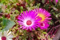 Closeup of Livingstone Daisies Royalty Free Stock Photo