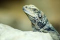 Closeup of Lizard Royalty Free Stock Photo