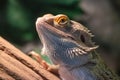 Closeup of lizard, central bearded dragon Royalty Free Stock Photo