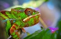 Closeup lizard chameleon Royalty Free Stock Photo