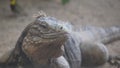 Closeup view of a terrestrial Iguania reptile, with detailed focus on its claw