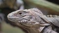 Closeup lizard head: reptile, wildlife, macro photography, scaled iguania