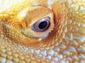 Bearded dragon agama lizard head detail Royalty Free Stock Photo