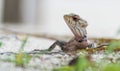 A closeup of the lizzard looking around Royalty Free Stock Photo