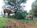 Closeup. Llama and Hampshire sheep ewes eating leaves from fallen tree`s branches