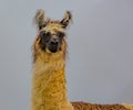 Closeup of llama looking at camera Royalty Free Stock Photo