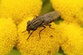 Closeup on a Locust parasitic Fly, Stomorhina lunata fly, sitting on a yellow Tansy flower Royalty Free Stock Photo