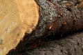 Closeup log saw cut sawmill hard bark brown pine background logging Royalty Free Stock Photo