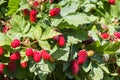 Loganberry bush with ripe loganberries