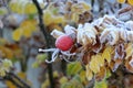 Closeup of a loganberry plant covered with snow and ice