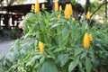 Lollipop Flower Pachystachys lutea, Acanthaceae spires of yellow rocket shaped lollipops blooming in garden nature background