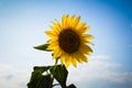 Closeup lone yellow sunflower against blue sky