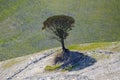 Closeup of a lonely tree on a hill in Tuscany, Italy on a sunny day Royalty Free Stock Photo