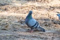 Closeup loney pigeon stand on the floor in nature and walk around looking for food