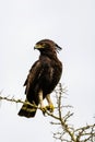 Closeup of a Long-crested eagle perched on the tree branch against a clear sky Royalty Free Stock Photo