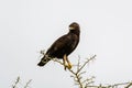 Closeup of a Long-crested eagle perched on the tree branch against a clear sky Royalty Free Stock Photo