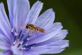 Closeup of a long hoverfly perched on a flower against the blurred background Royalty Free Stock Photo