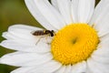 Closeup of a long hoverfly on a white daisy flower Royalty Free Stock Photo