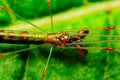 Closeup of Long Jawed spider - Tetragnatha guatemalensis, Satara, Maharashtra, India Royalty Free Stock Photo