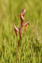 A closeup of the long -lipped tongue orchis , Serapias vomeracea in the Gard, France