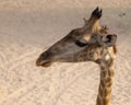 Closeup of the long neck of an Angolan giraffe on sandy desert