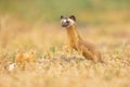 Closeup of a long-tailed weasel hunting. Neogale frenata.