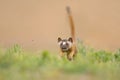 Closeup of a long-tailed weasel hunting. Neogale frenata.