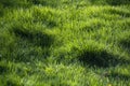 Closeup of a long uncut green grass lawn Royalty Free Stock Photo