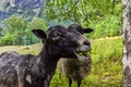 Closeup of long wool sheep on the farm.