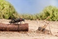 Closeup Longhorn beetle is sitting on a twig and grasshopper on the sandy soil of semideserts on sky background Royalty Free Stock Photo